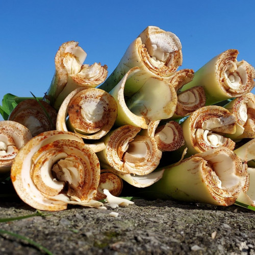 2022/08/11食農教育-芋頭梗課程 2022/08/11食農教育-芋頭梗課程